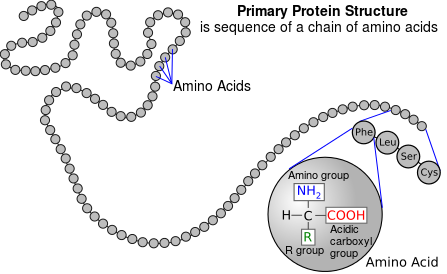Diagram of the primary structure of a protein, showing a chain of amino acids