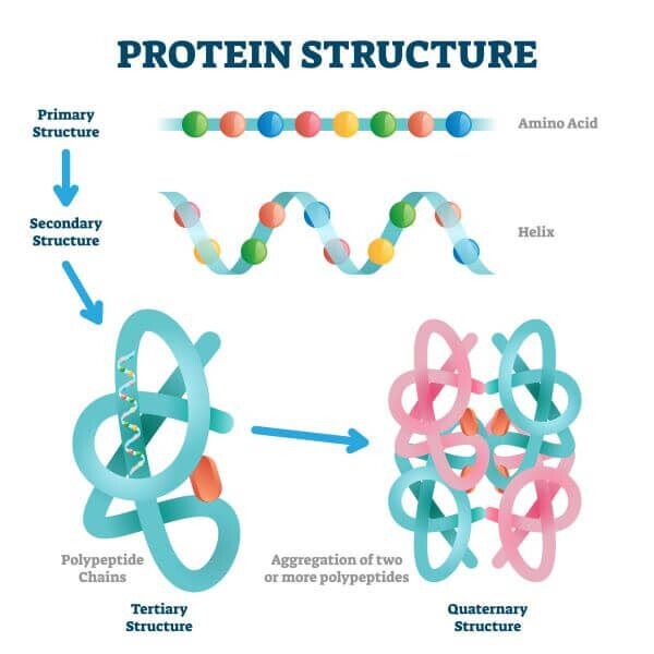 Diagram of primary, secondary, ternary and quaternary protein structures