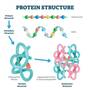 levels-of-protein-structure-1.jpg